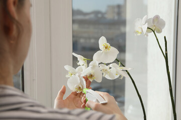 Woman spraying blooming white orchid flowers with water near window, closeup