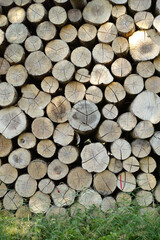 Lumber, wood and outdoor with pile, forest and birch tree with deforestation and timber for firewood supply. Log, nature and woods for construction material and trunk resource of bark for logging