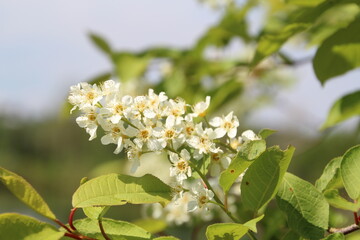 blossoming tree