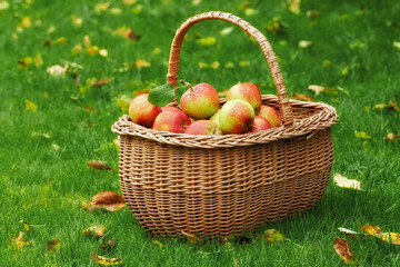 Apple, basket or leaves on grass for autumn, harvest or countryside for health, food or agriculture. Organic, fruit and lawn in sustainable, farm and orchard for natural eco friendly nutrition