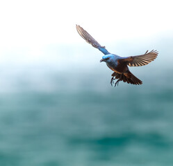 bird in flight