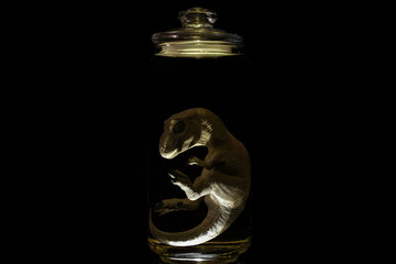 Dinosaur embryo in laboratory jar  © Mike Maniatis