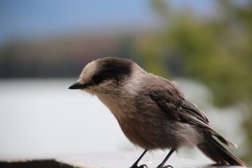 Canada Jay On The Rail, Jasper National Park, Alberta