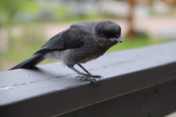 Young Canada Jay, Jasper National Park, Alberta