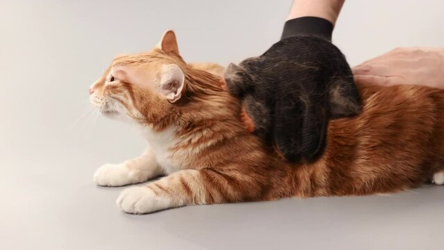 A ginger cat is combed from old fur with a mitten
