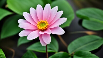 Beautiful pink lotus flower