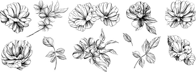 Botanical flowers set. Wild spring leaf wildflower isolated. Black and white engraved ink art. Isolated collection illustration element on white background.