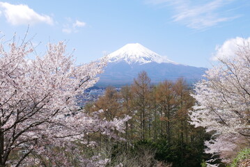 Mountain and flower