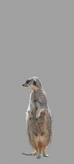 Cover page with portrait of playful and curious suricate, meerkat, isolated at grey background with copy space