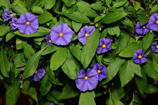 Kartoffelbaum, Blauer, Solanum rantonnetii, Blüte,  Einzelblüte,  Detailaufnahme