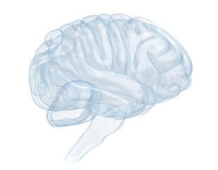 Glass human brain or X-ray human brain.  - obrazy, fototapety, plakaty