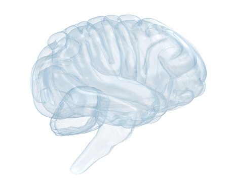 Glass human brain or X-ray human brain. 
