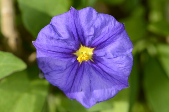 Kartoffelbaum, Blauer, Solanum rantonnetii, Bl&uuml;te,  Einzelbl&uuml;te,  Detailaufnahme