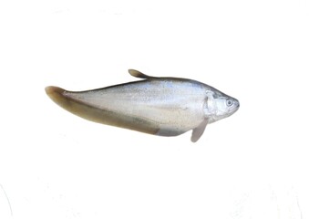 The bronze featherback (Notopterus notopterus) is a ray-finned fish found in Southeast Asia. Although primarily found in fresh water, it has been known to enter brackish water. It is used as food.	