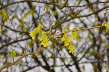 Ährige Scheinhasel,  Corylopsis spicata, Zweige mit  Blütenstände und Ähren  aus sieben bis zehn Blüten