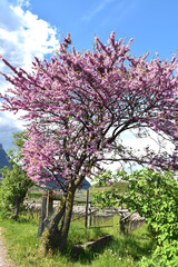 Judasbaum, Cercis sp, .blühender Strauch  mit traubigen Blütenstand