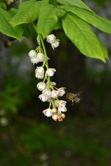 Gemeine Pimpernuss,  Staphylea pinnata L., Blütenstand  an einem Trieb