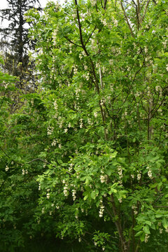 Gemeine Pimpernuss,  Staphylea pinnata L., bl&uuml;hender junger Baum, Strauch, Habitus