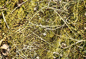 Wassenaar, Netherlands - November 06 2020 : green grass, moss sand and rocks on a slope in the national park with dunes near The Hague