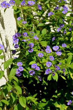 Kartoffelbaum, Blauer, Solanum rantonnetii, bl&uuml;hender Strauch