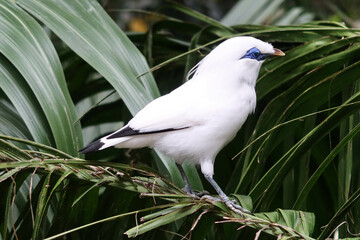 close up of fluffy Bali Mynah standing on a branch with trees and leaves at the back