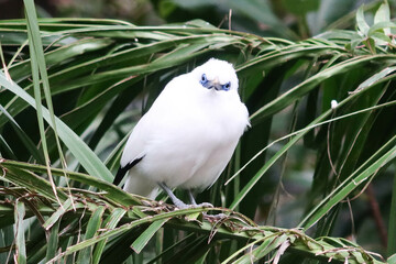 close up of fluffy Bali Mynah standing on a branch with trees and leaves at the back
