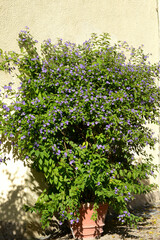 Kartoffelbaum, Blauer, Solanum rantonnetii, blühender Strauch