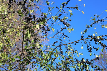 Leafless elderberry bush with lots of black berries against the blue sky in autumn