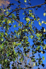Black elderberry bush with lots of ripe berries  in autumn vertical orientation