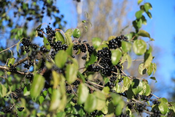 An elder branch with black berries and defocused leaves in the foreground