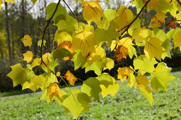 Tulpenbaum,  Liriodendron tulipifera, herbstlich gefärbte  Laubblätter