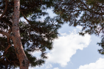 A view looking up from under the pine tree. blue sky and white clouds