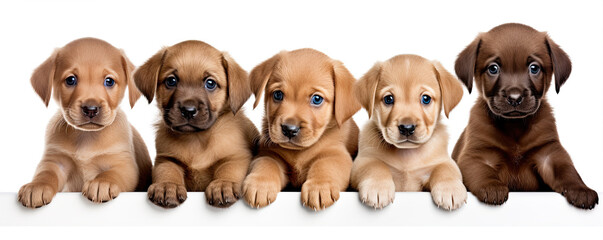 Obraz premium Puppies with blank signs hiding their faces on white background.