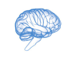 Glass human brain or X-ray human brain. 