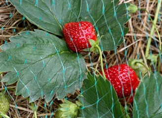 Strawberries saved from birds under net. Strawberry plants cultivated in organic garden under...