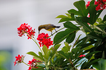 hummingbird on a flower