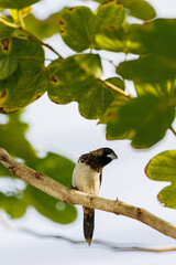 bird on a branch