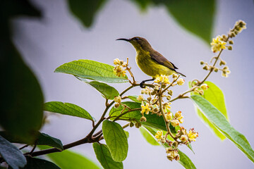 bird on a branch
