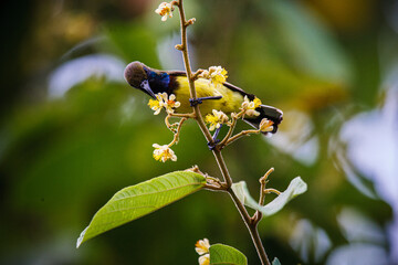 bird on a branch