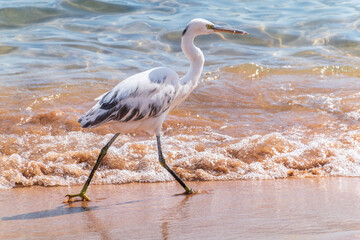 White Western Reef Heron (Egretta gularis) at Sharm el-Sheikh beach, Sinai, Egypt