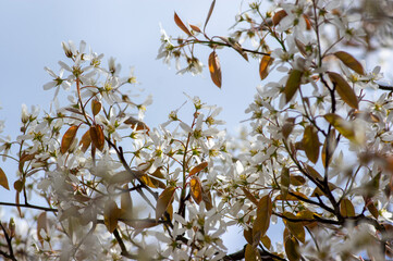 Amelanchier lamarckii deciduous flowering shrub, group of snowy white petal flowers on branches in bloom