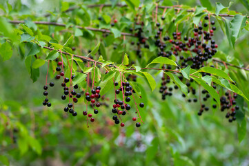 Prunus padus bird cherry hackberry tree branches with hanging black and red fruits, green leaves in autumn daylight