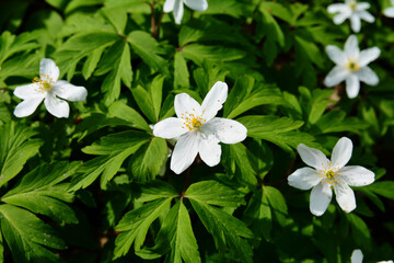Anemone nemorosa Robinsoniana grows and blooms in the garden in spring