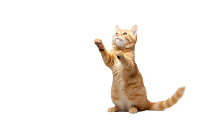 ginger cat stands on its hind legs and reaches up isolated on a white background 