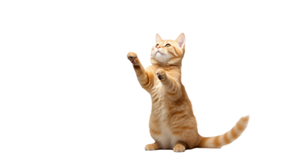 ginger cat stands on its hind legs and reaches up isolated on a white background 