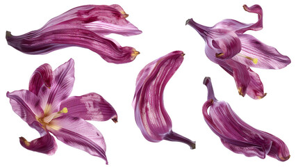 Banana Flower Illustration Isolated on Transparent Background Top View - obrazy, fototapety, plakaty