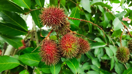 Rambutan fruit attached to a branch that is almost ripe is reddish in color