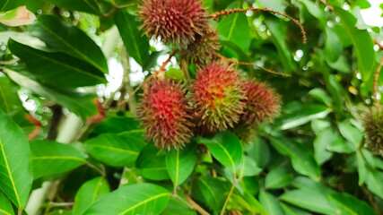 Rambutan fruit attached to a branch that is almost ripe is reddish in color