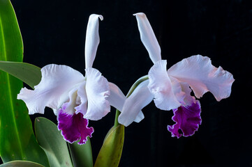 Hybrid cattleya orchid 'Enid', a semi-alba type with white petals and purple lip. This is a cross of two orchid species, warscewiczii and mossiae.