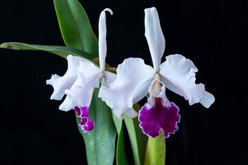 Hybrid cattleya orchid 'Enid', a semi-alba type with white petals and purple lip. This is a cross of two orchid species, warscewiczii and mossiae. - obrazy, fototapety, plakaty